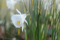 Narcissus cantabricus subsp. cantabricus