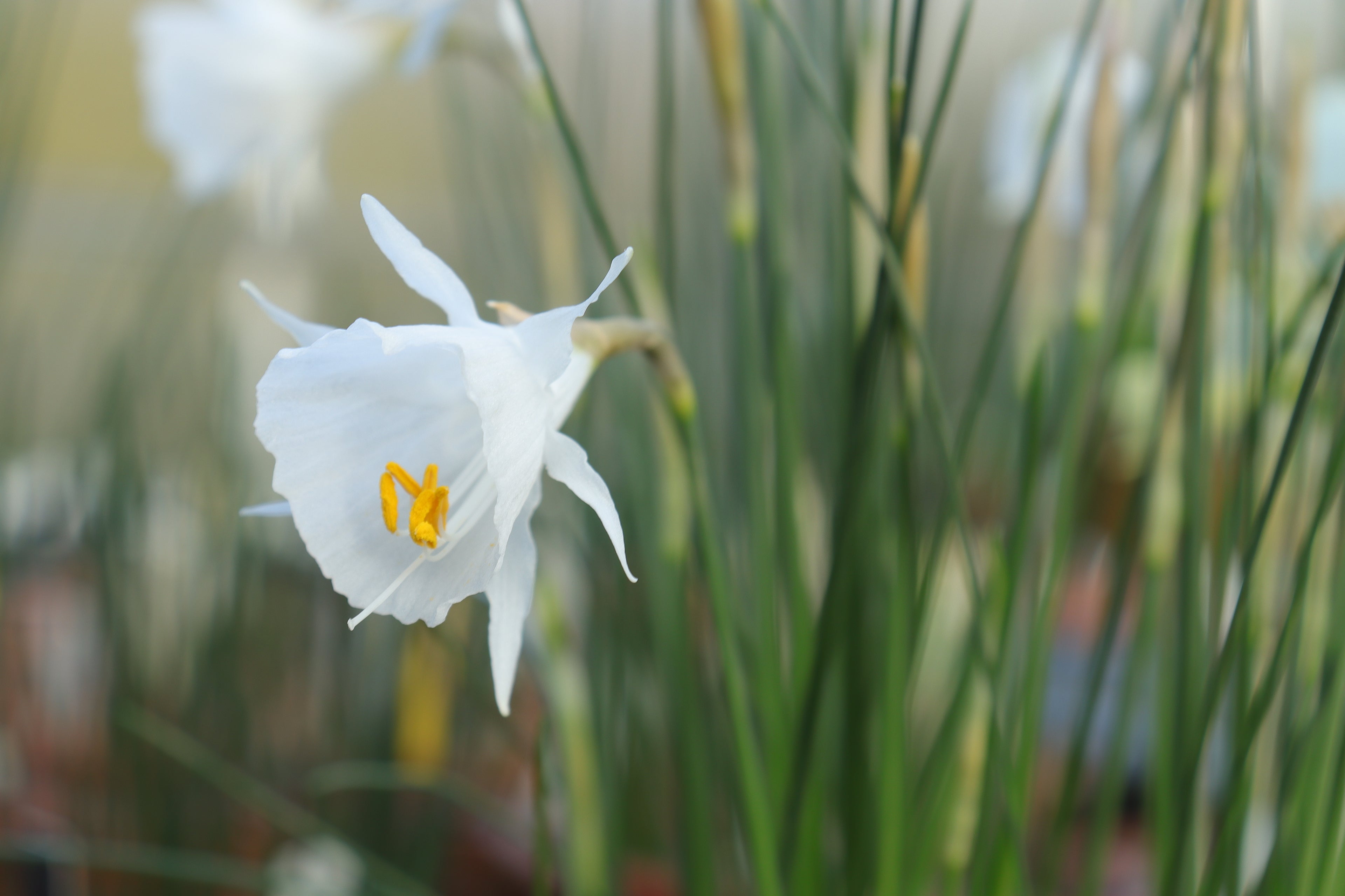 Narcissus cantabricus subsp. cantabricus