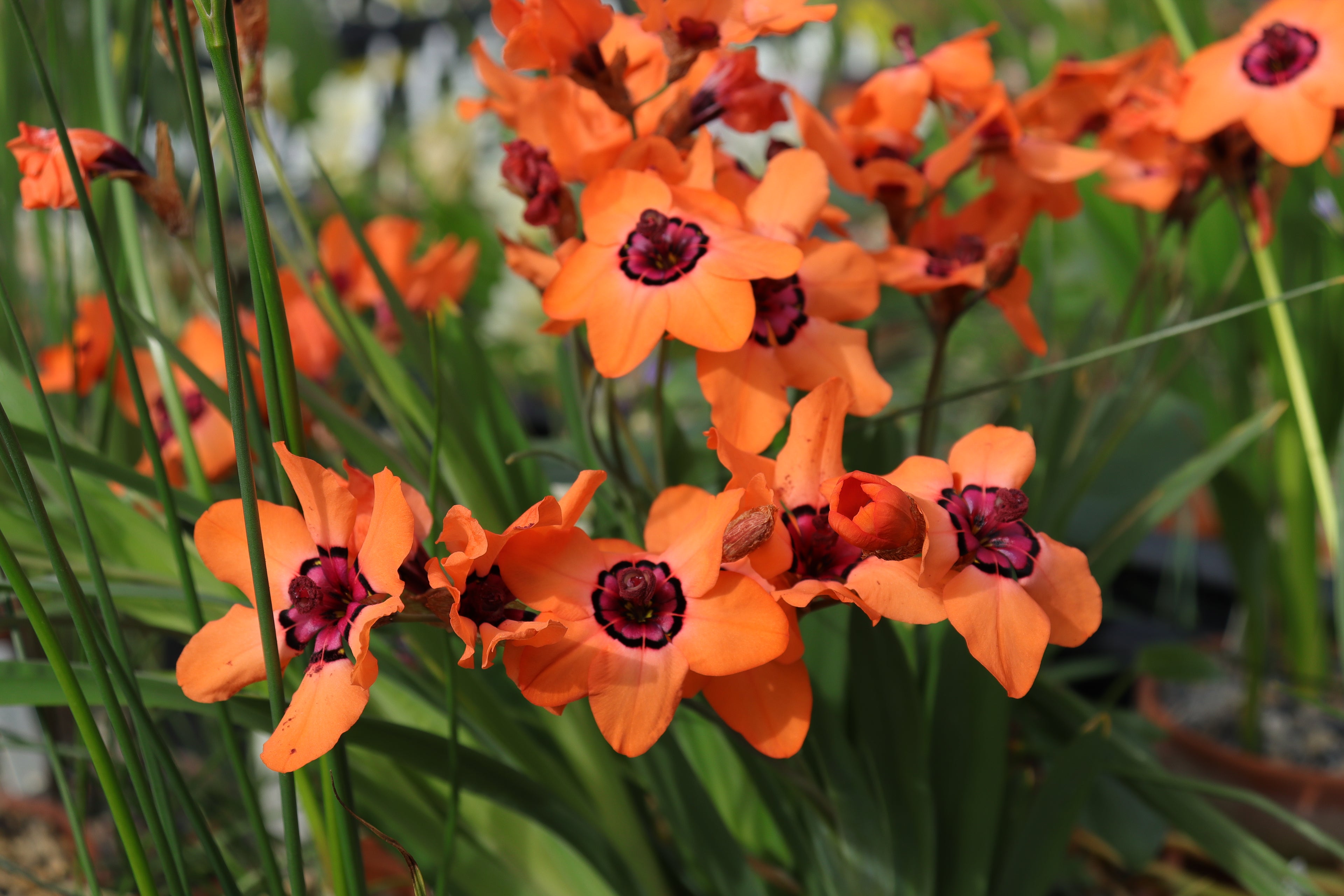 Sparaxis elegans