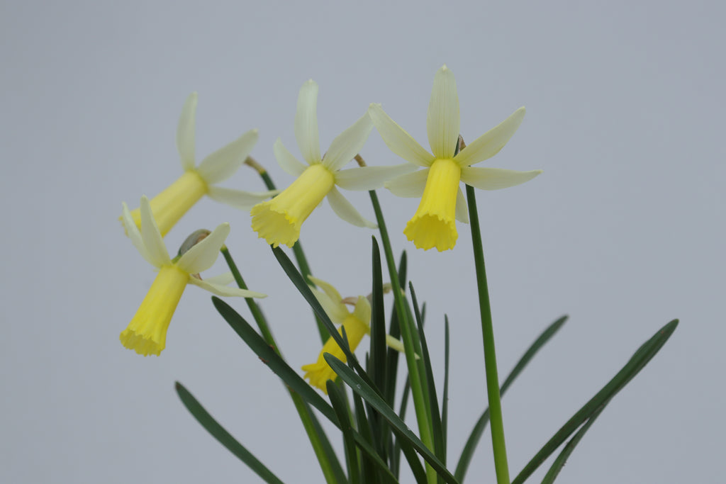 Narcissus 'Mitzy'