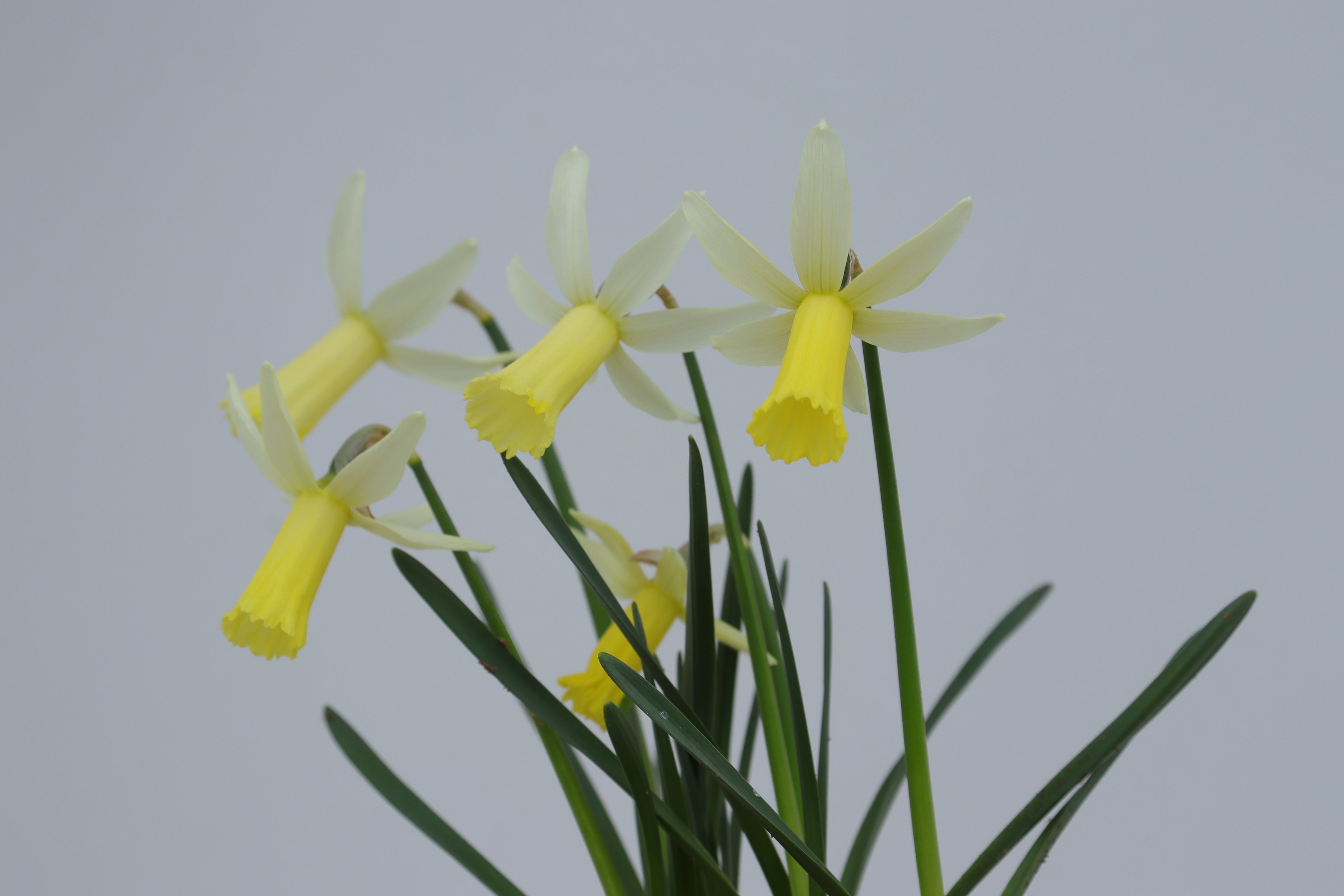 Narcissus 'Mitzy'