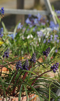 Muscari leucostomum