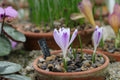 Crocus 'Snow Princess'