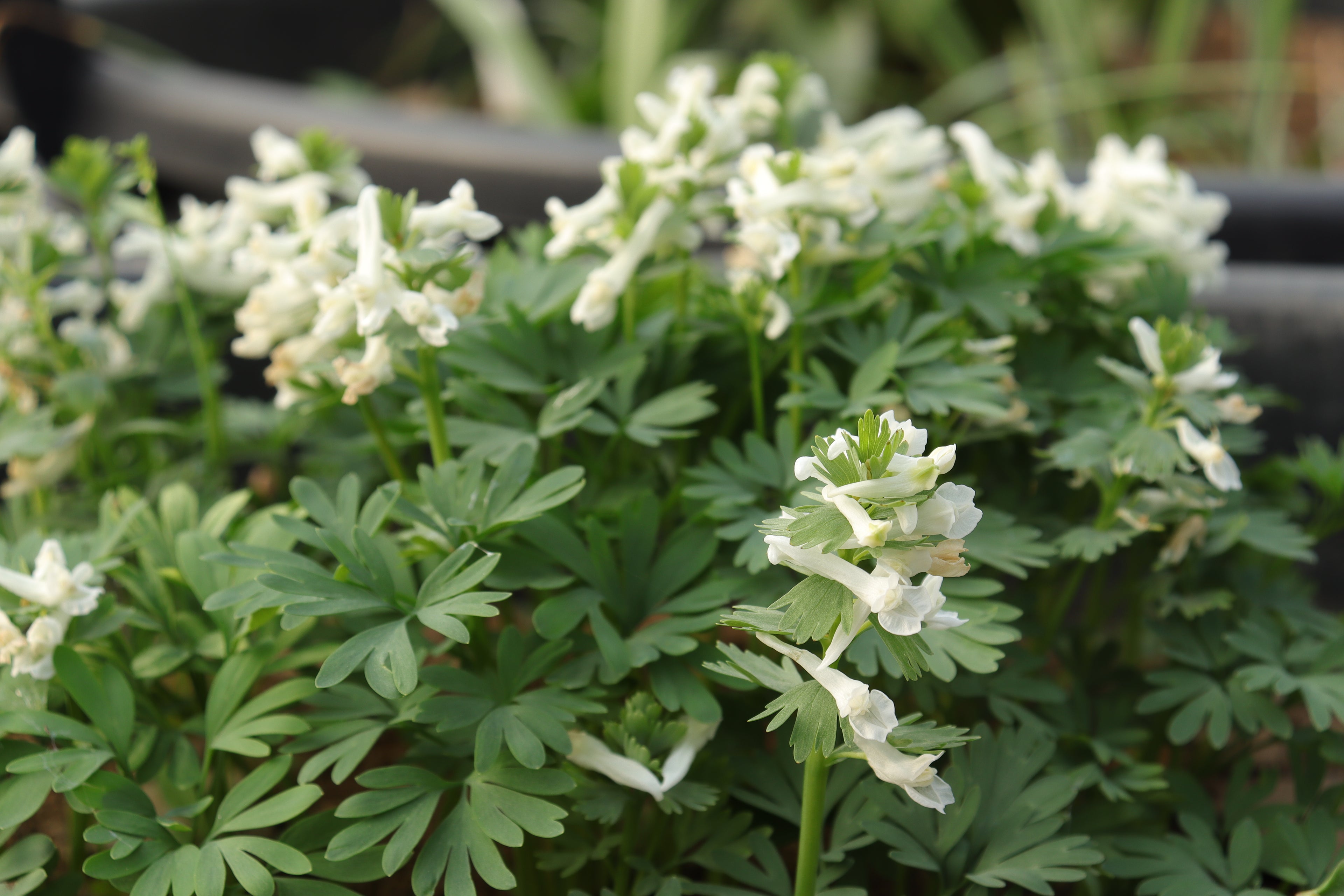 Corydalis solida 'White Knight'