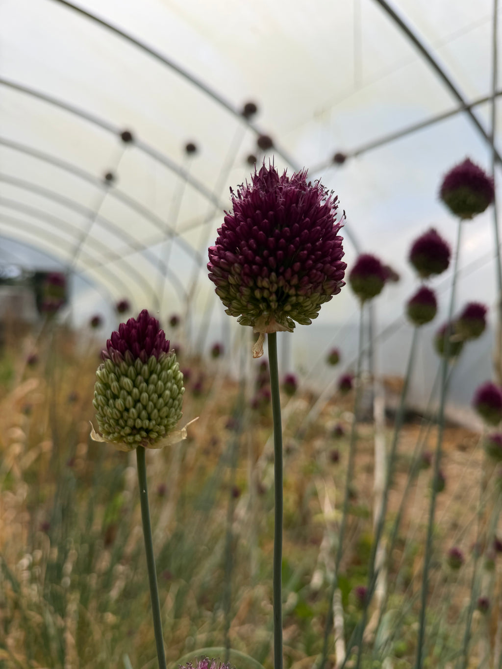 Allium sphaerocephalon