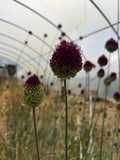 Allium sphaerocephalon