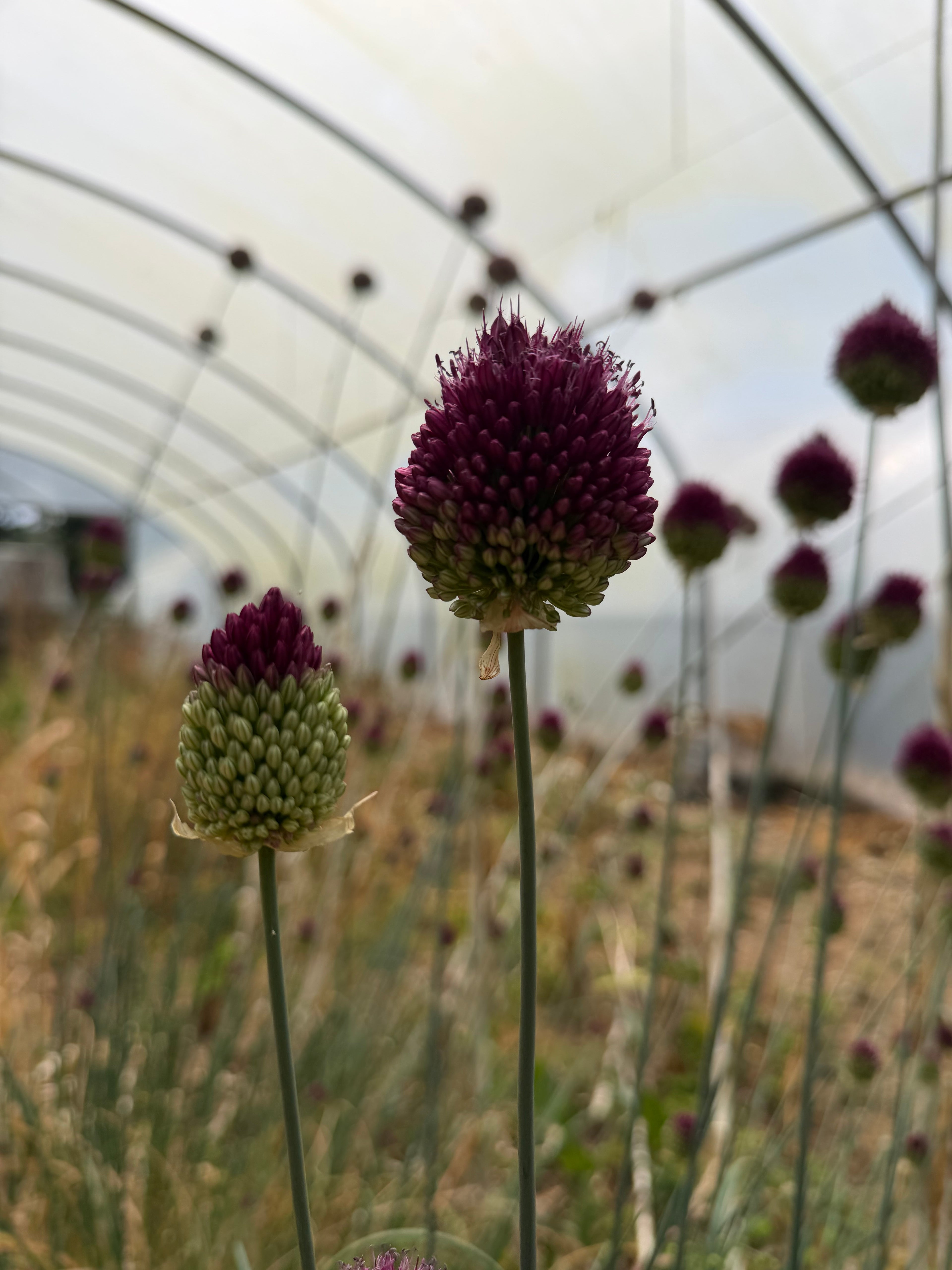 Allium sphaerocephalon
