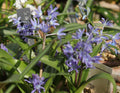 Scilla messeniaca MS38