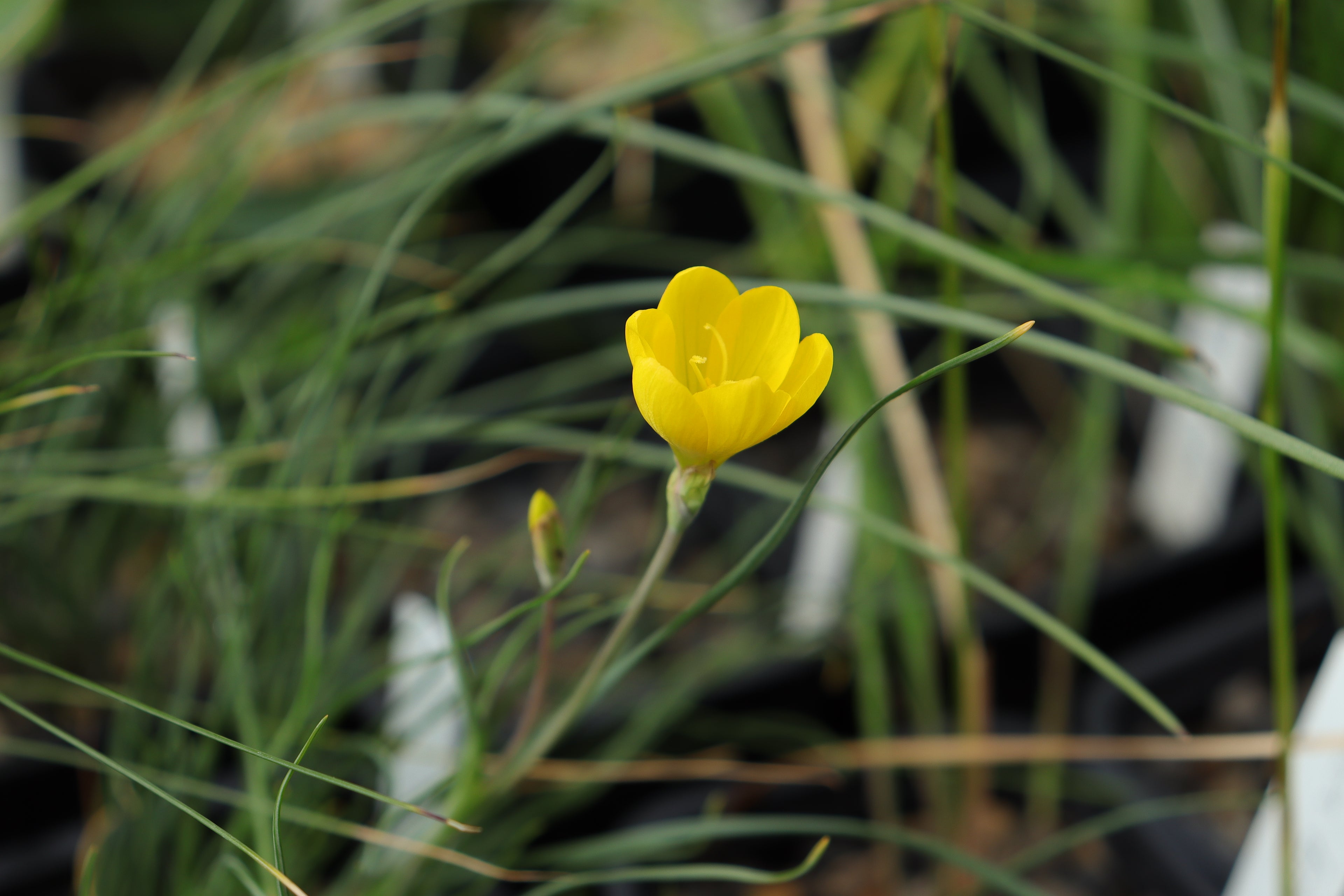 Geissorhiza corrugata