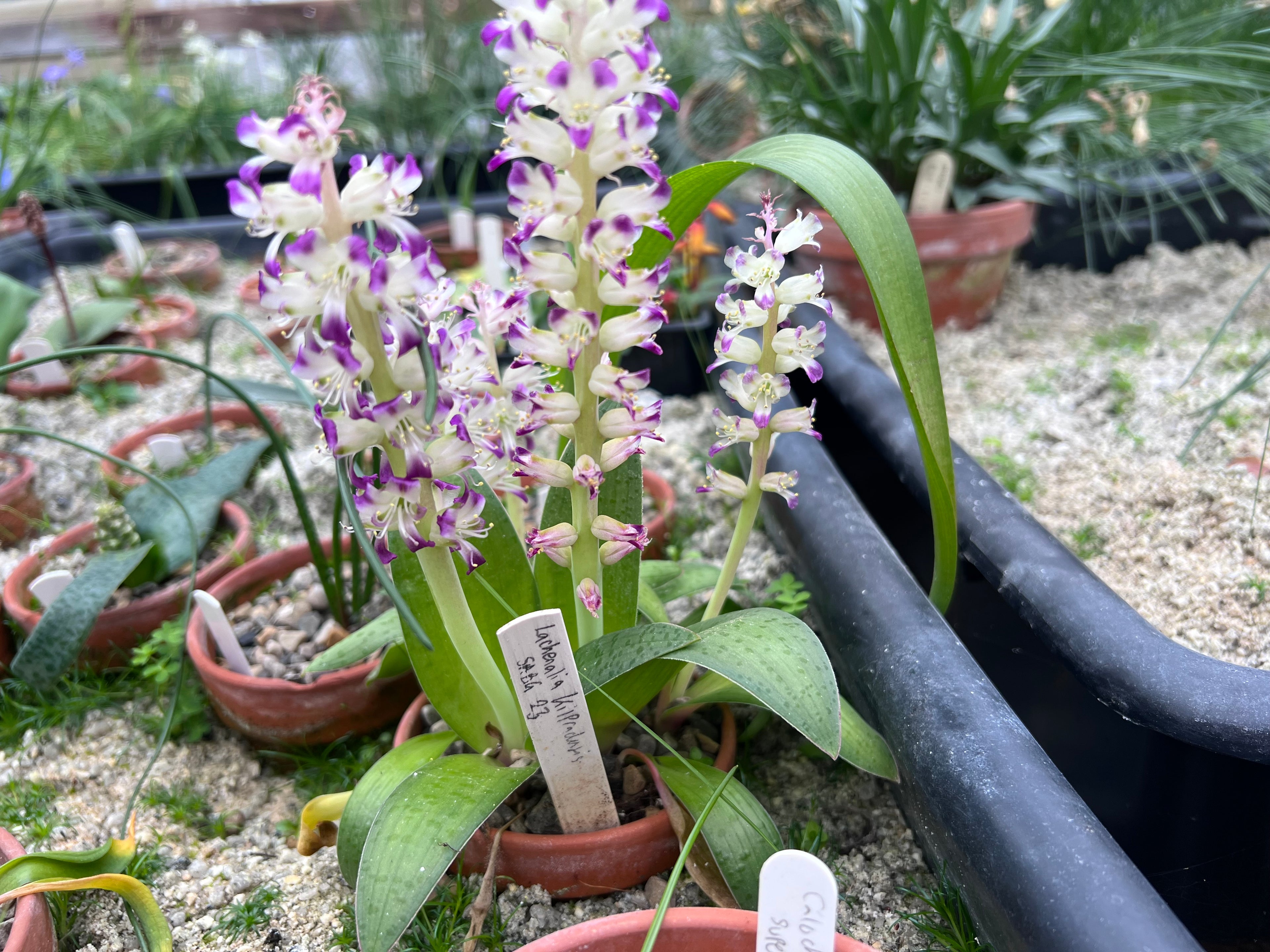 Lachenalia kilprandensis