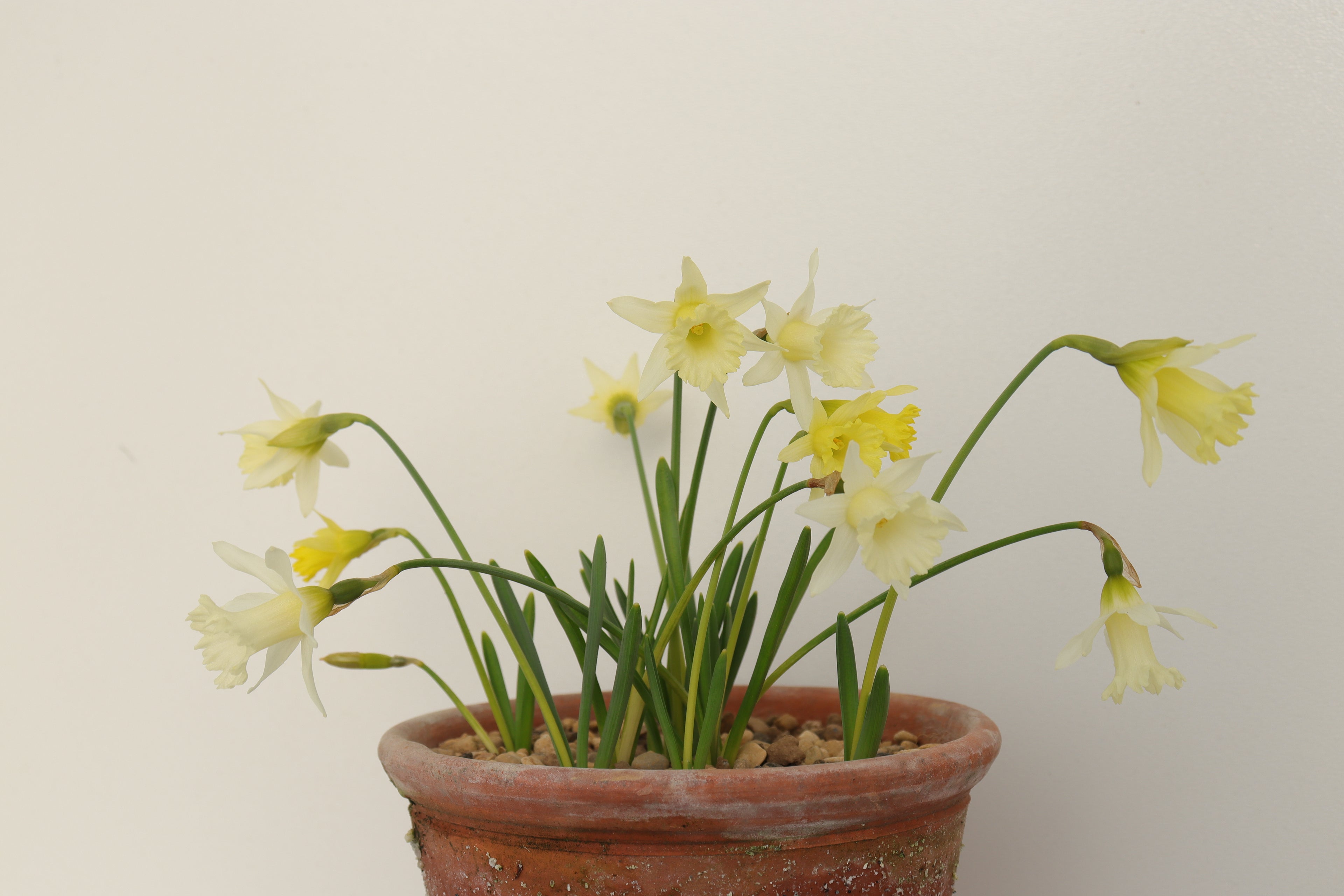 Narcissus 'Ludo'