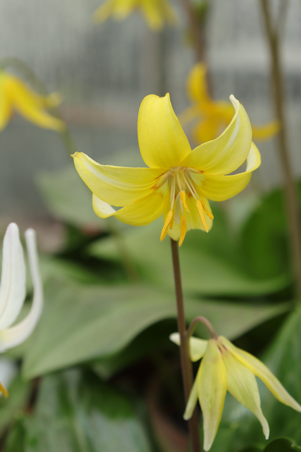 Erythronium 'Pagoda'