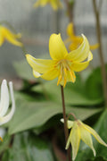 Erythronium 'Pagoda'
