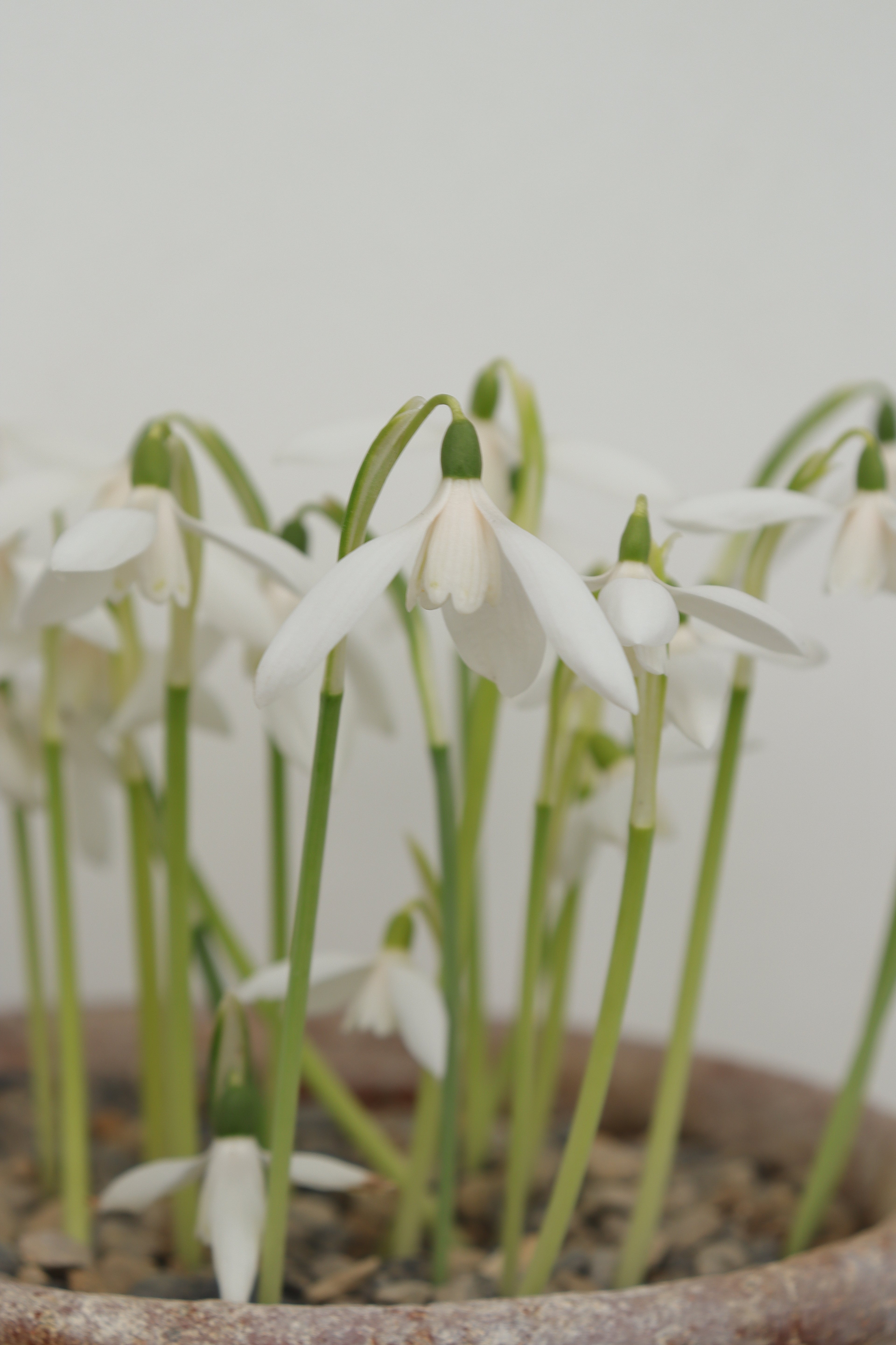 Galanthus reginae-olgae 'Blanc de Chine'