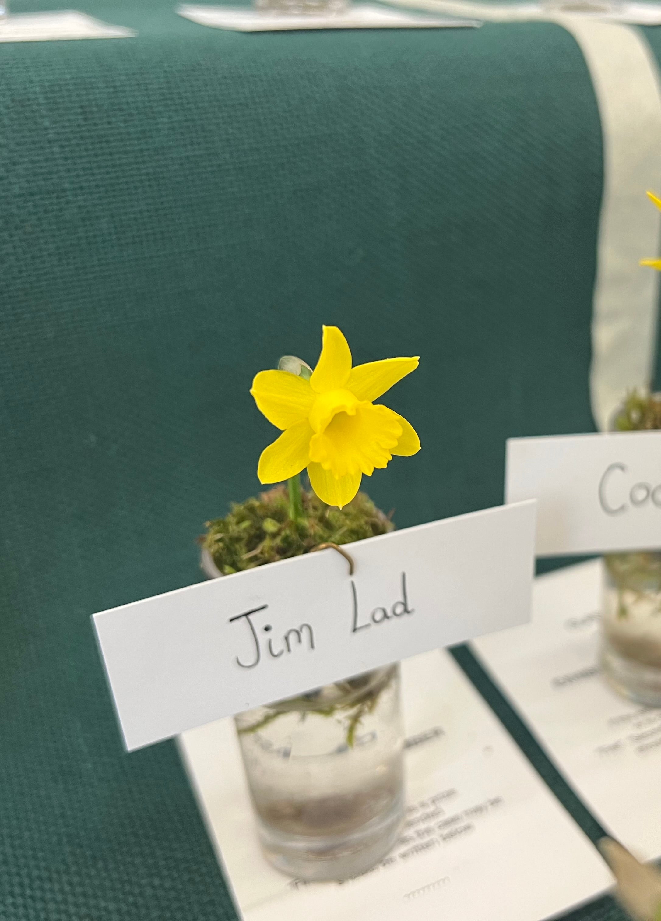 Narcissus 'Jim Lad'