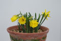 Narcissus jacetanus