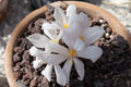 Gethyllis roggeveldensis x villosa