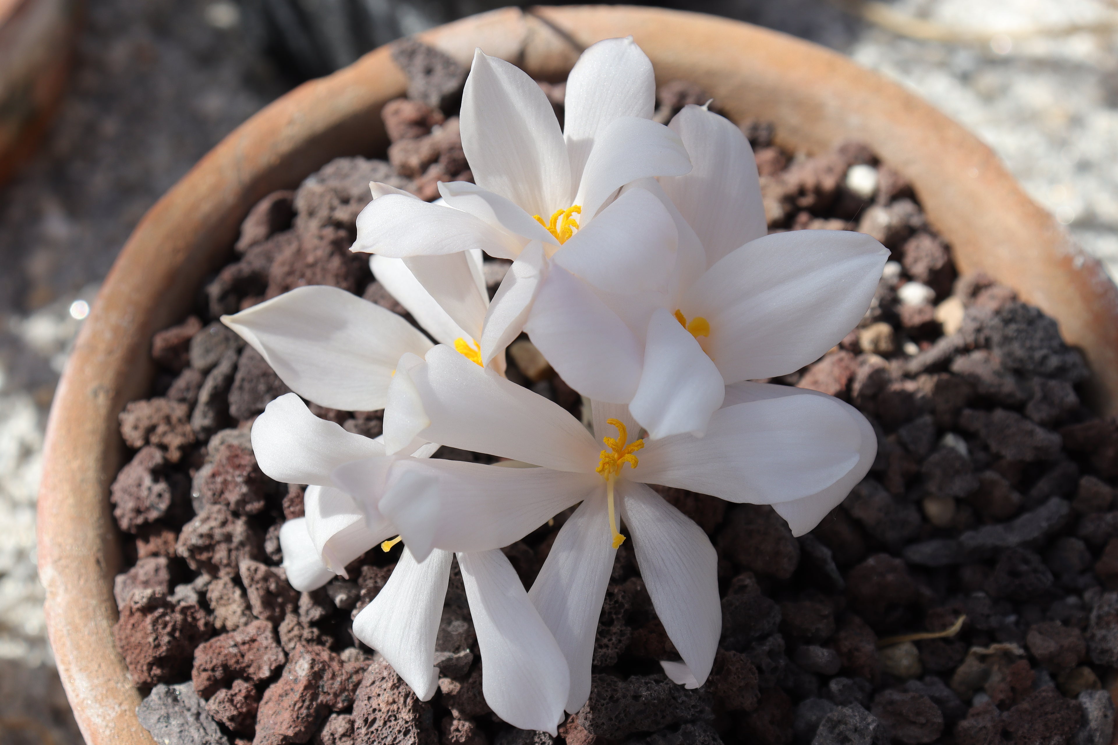 Gethyllis roggeveldensis x villosa