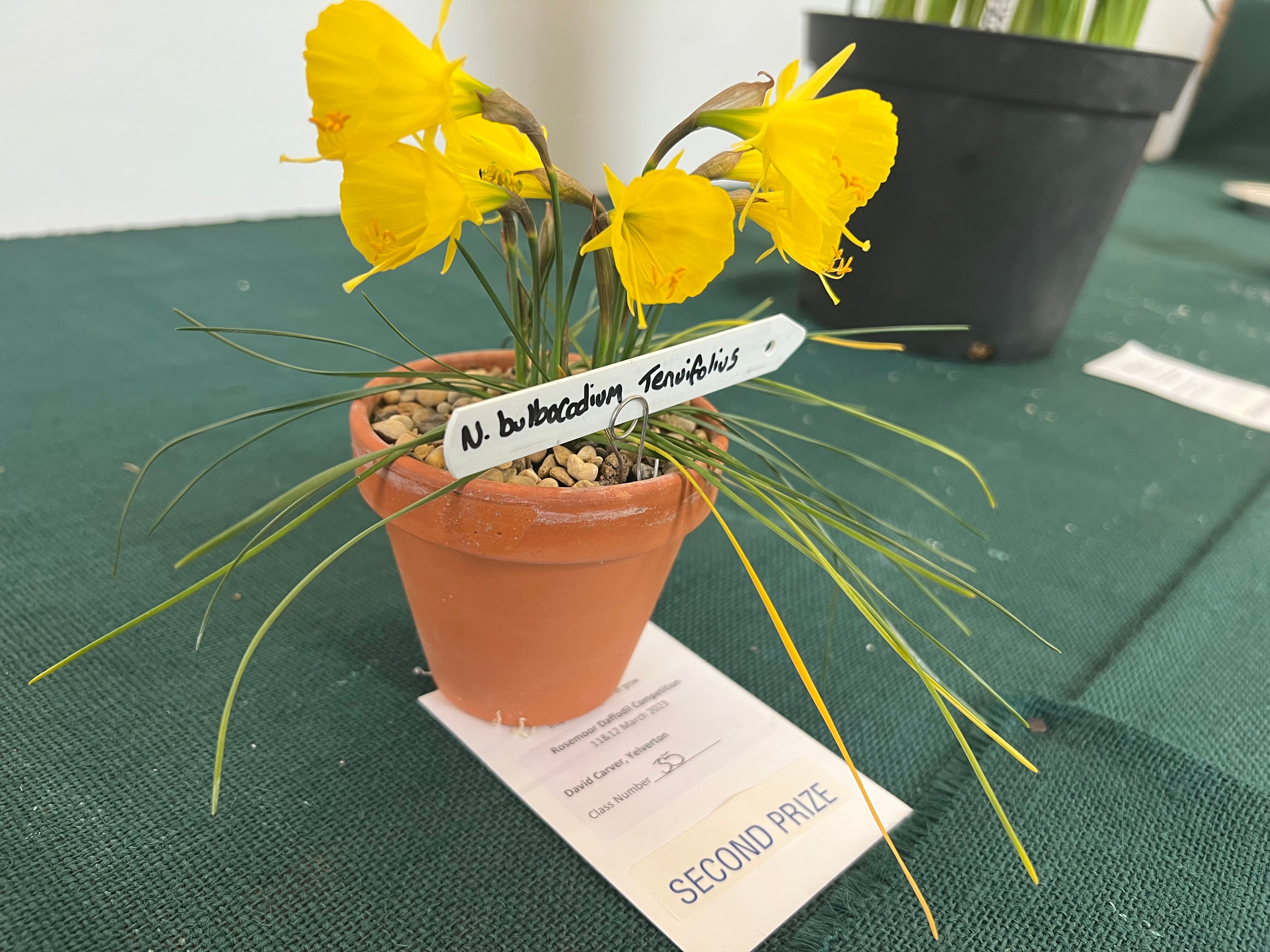 Narcissus bulbocodium subsp. bulbocodium var. tenuifolius