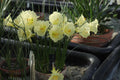 Narcissus ‘Craigton Clanger’