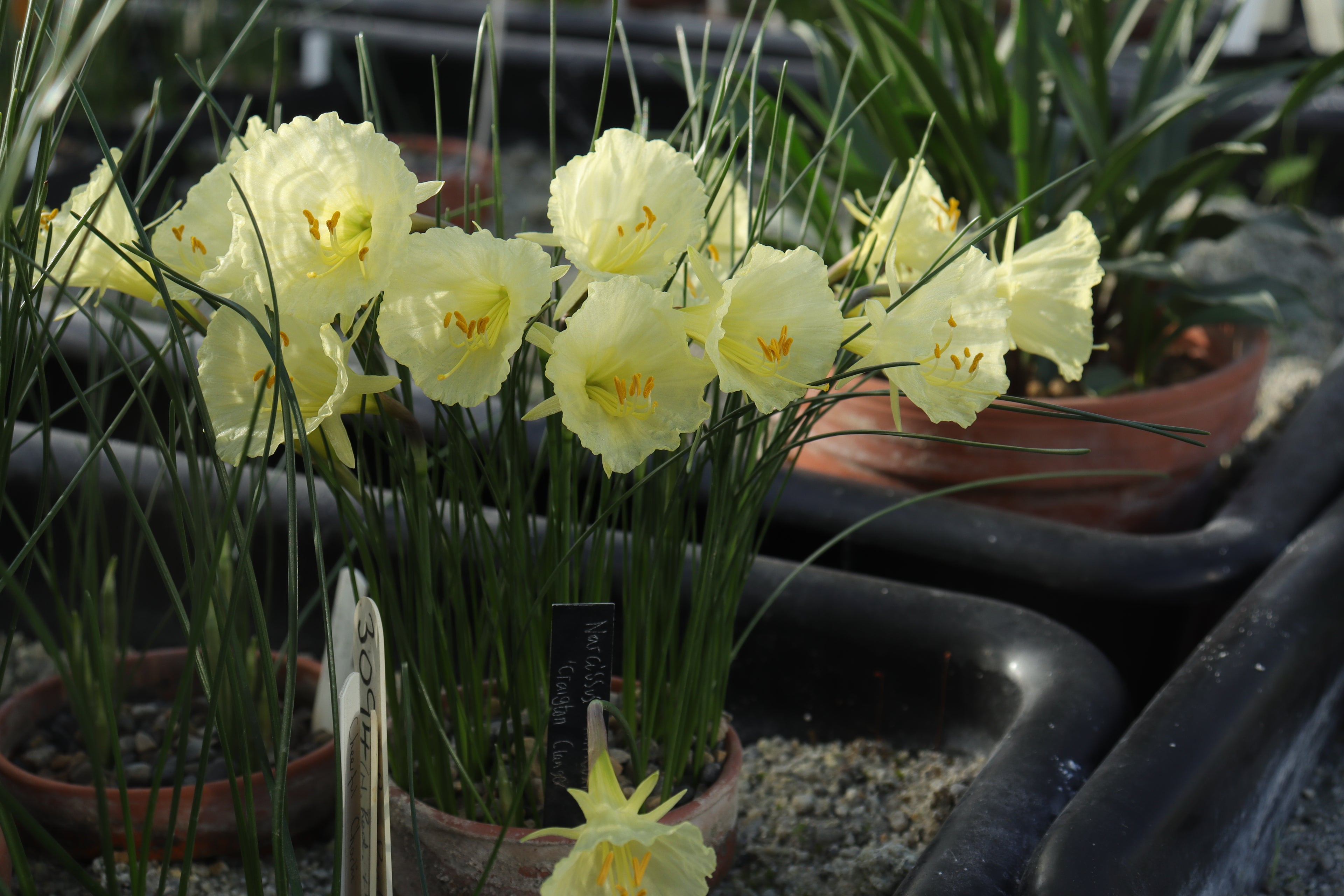 Narcissus ‘Craigton Clanger’
