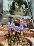Hyacinthoides lingulata