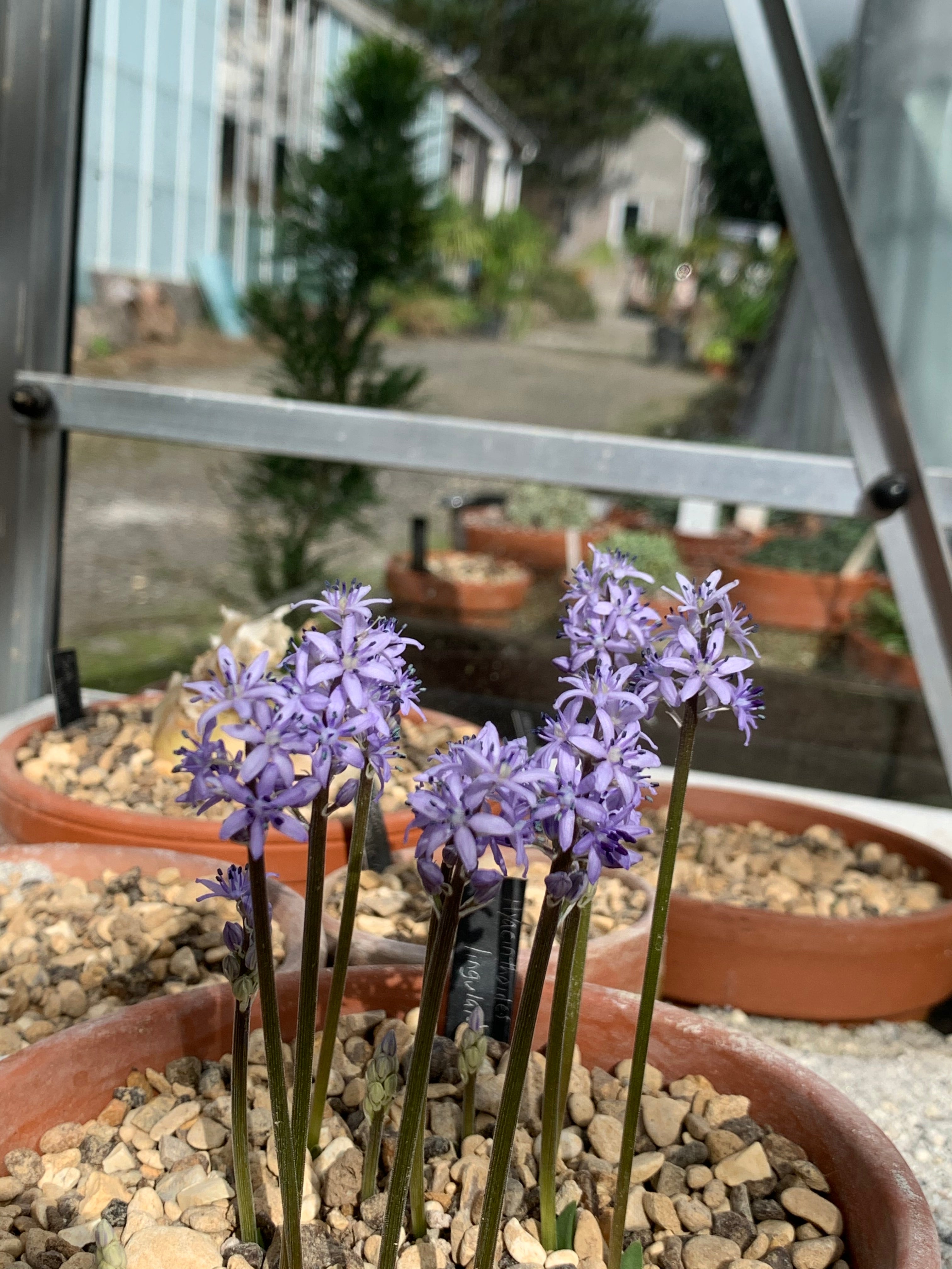 Hyacinthoides lingulata