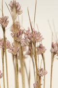 Allium callimischon subsp. callimischon