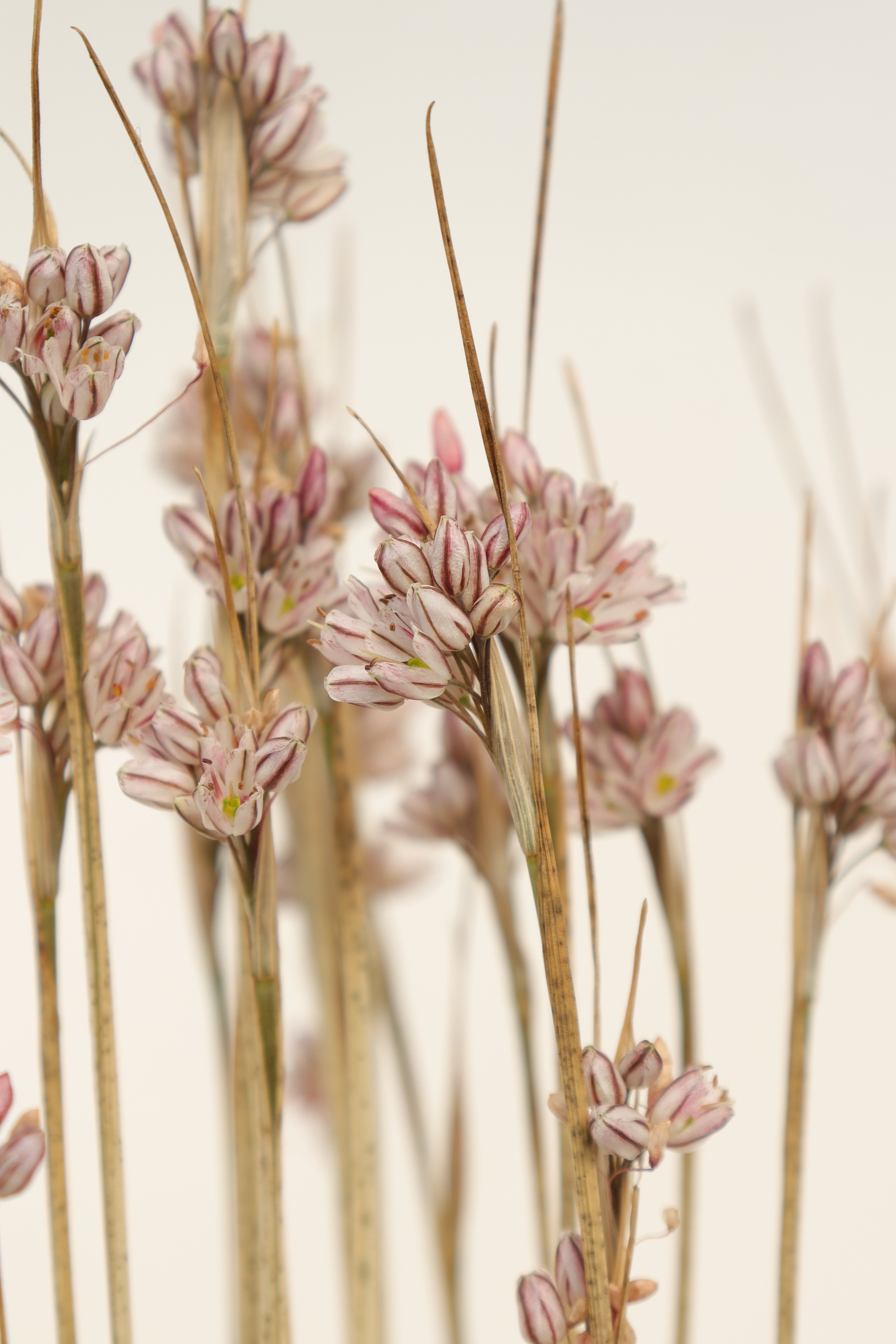 Allium callimischon subsp. callimischon