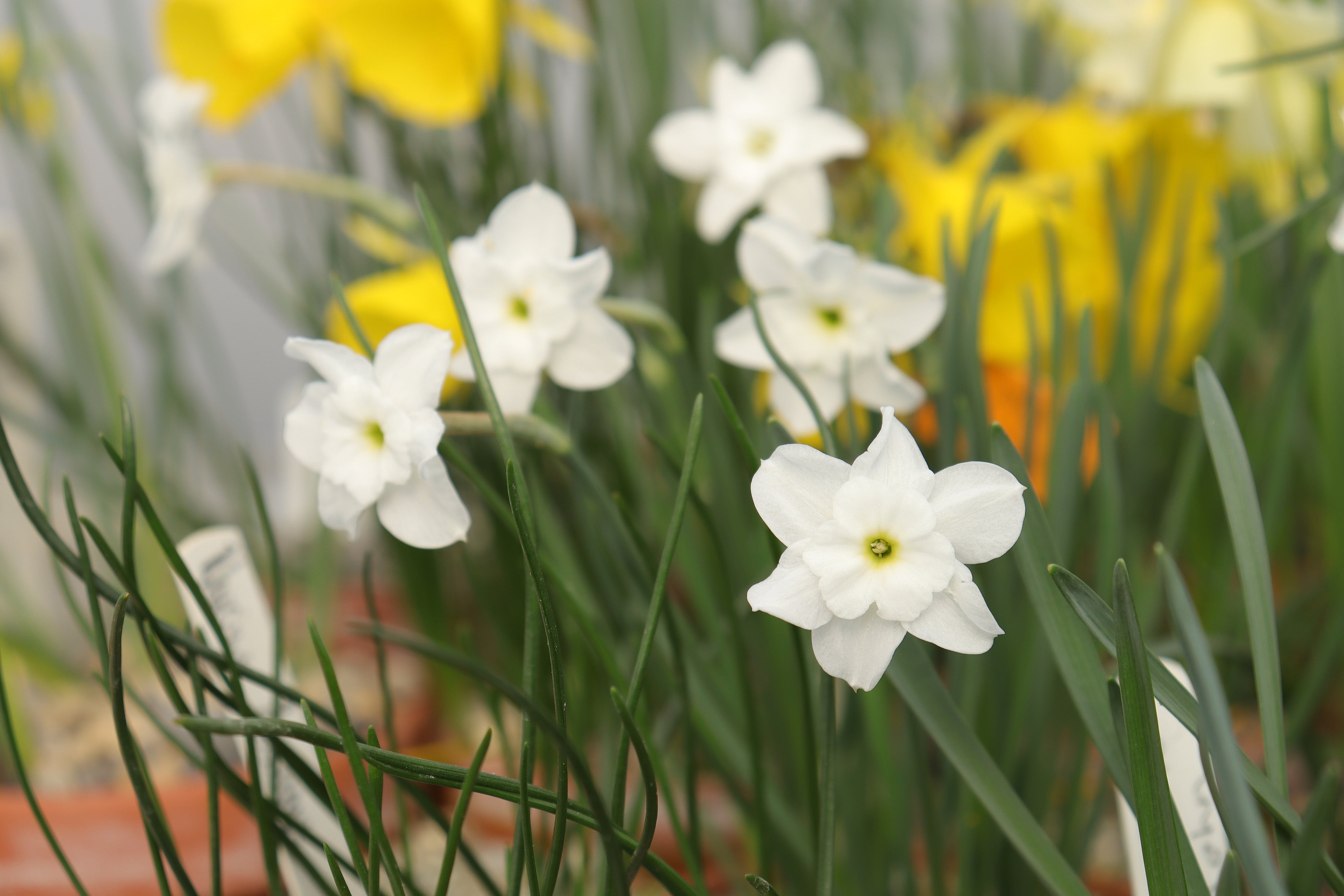 Narcissus watieri