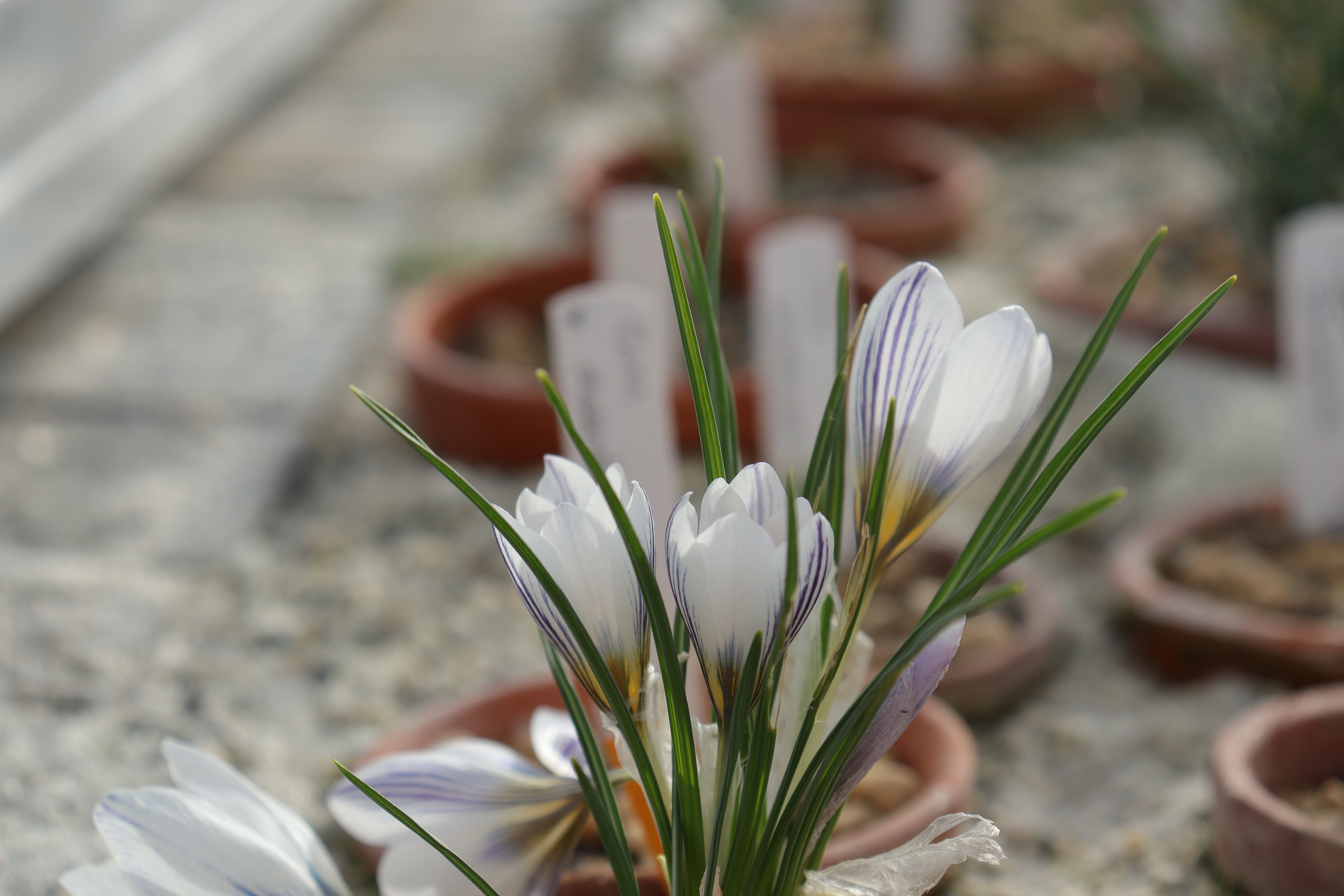 Crocus iranicus