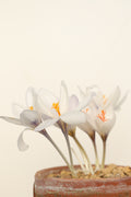 Crocus mazziaricus PELOG-016
