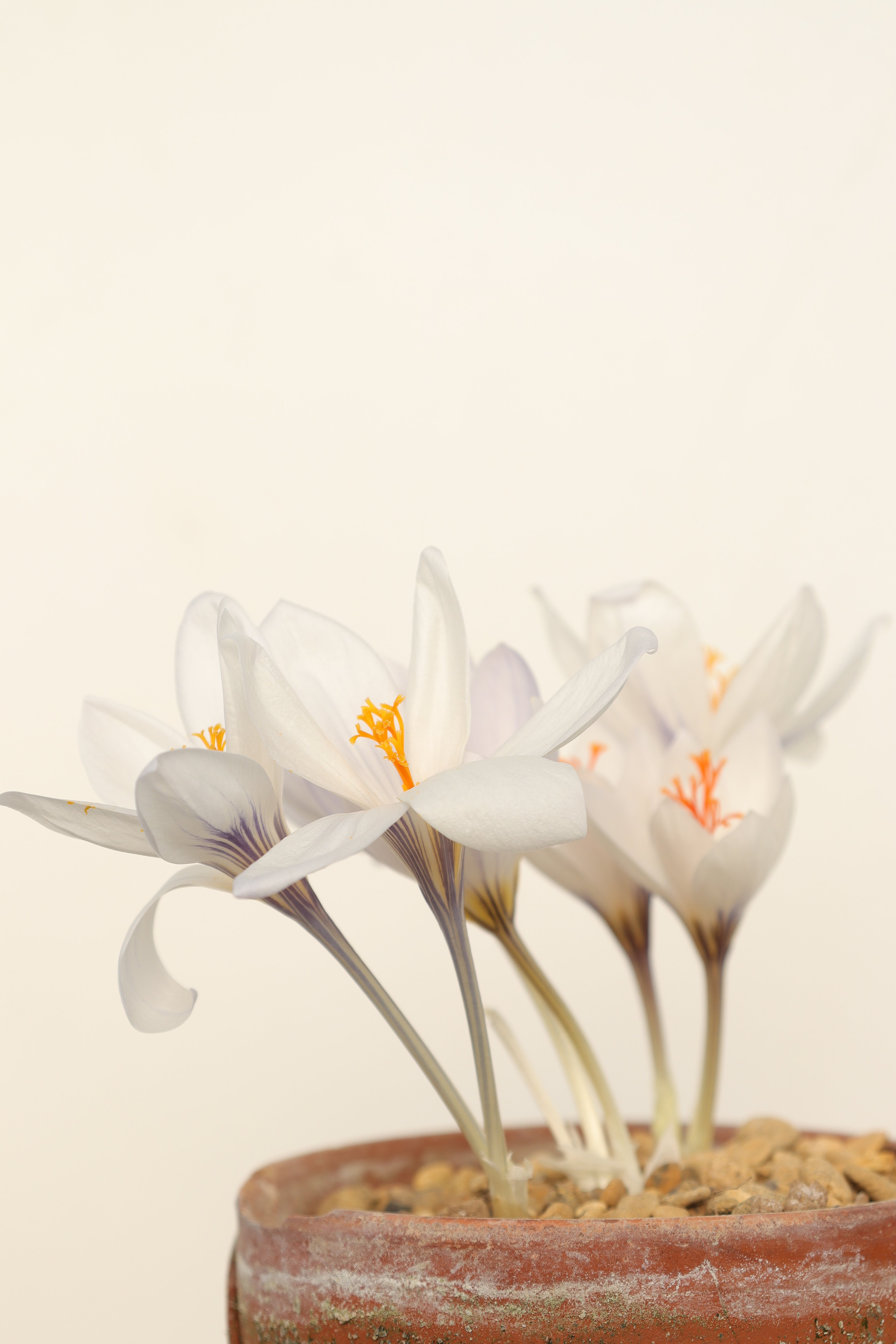 Crocus mazziaricus PELOG-016