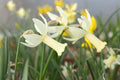 Narcissus 'Mitzy'