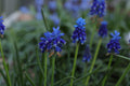 Muscari verticillaris