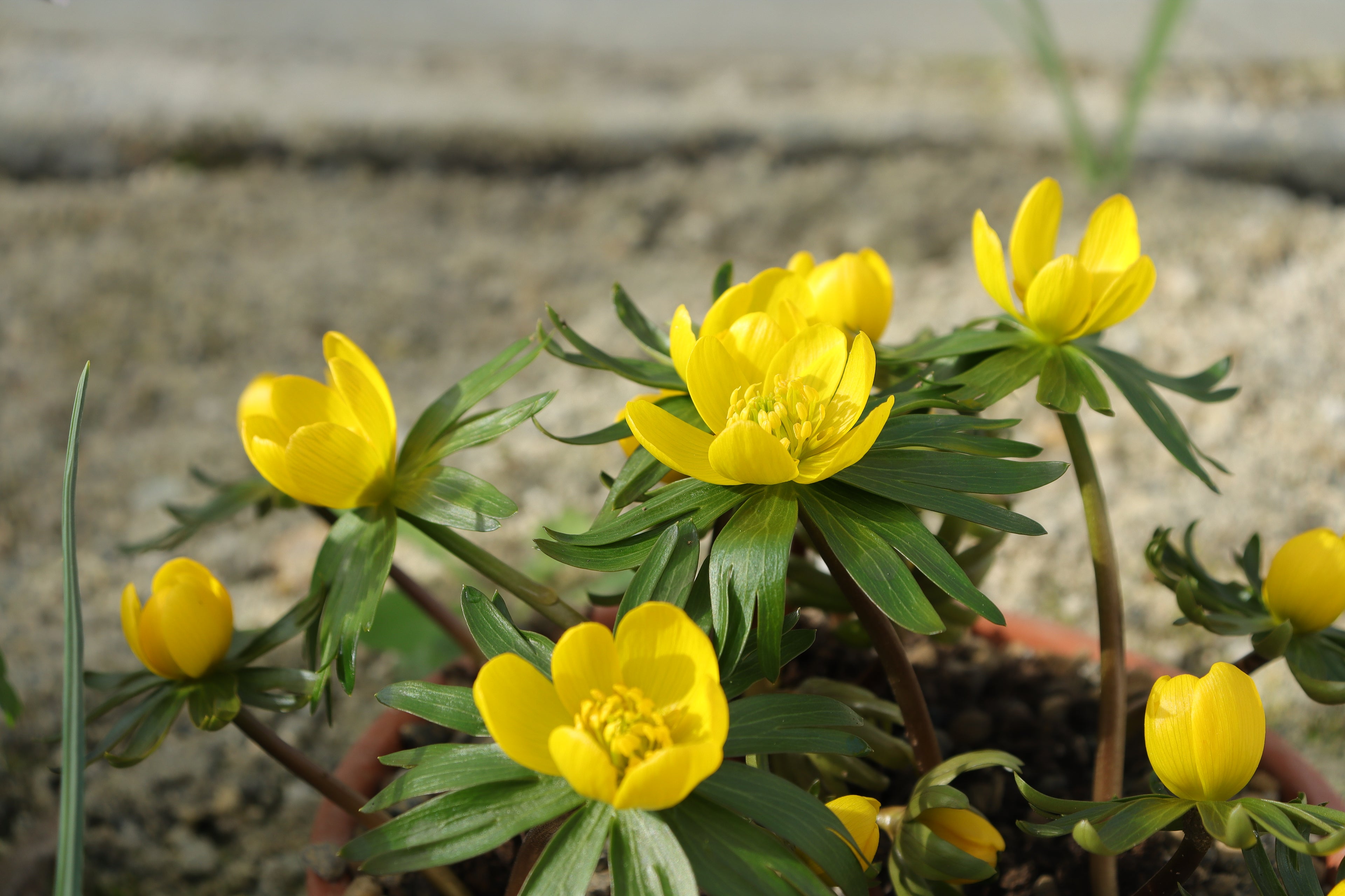 Eranthis hyemalis 'Guinea Gold'