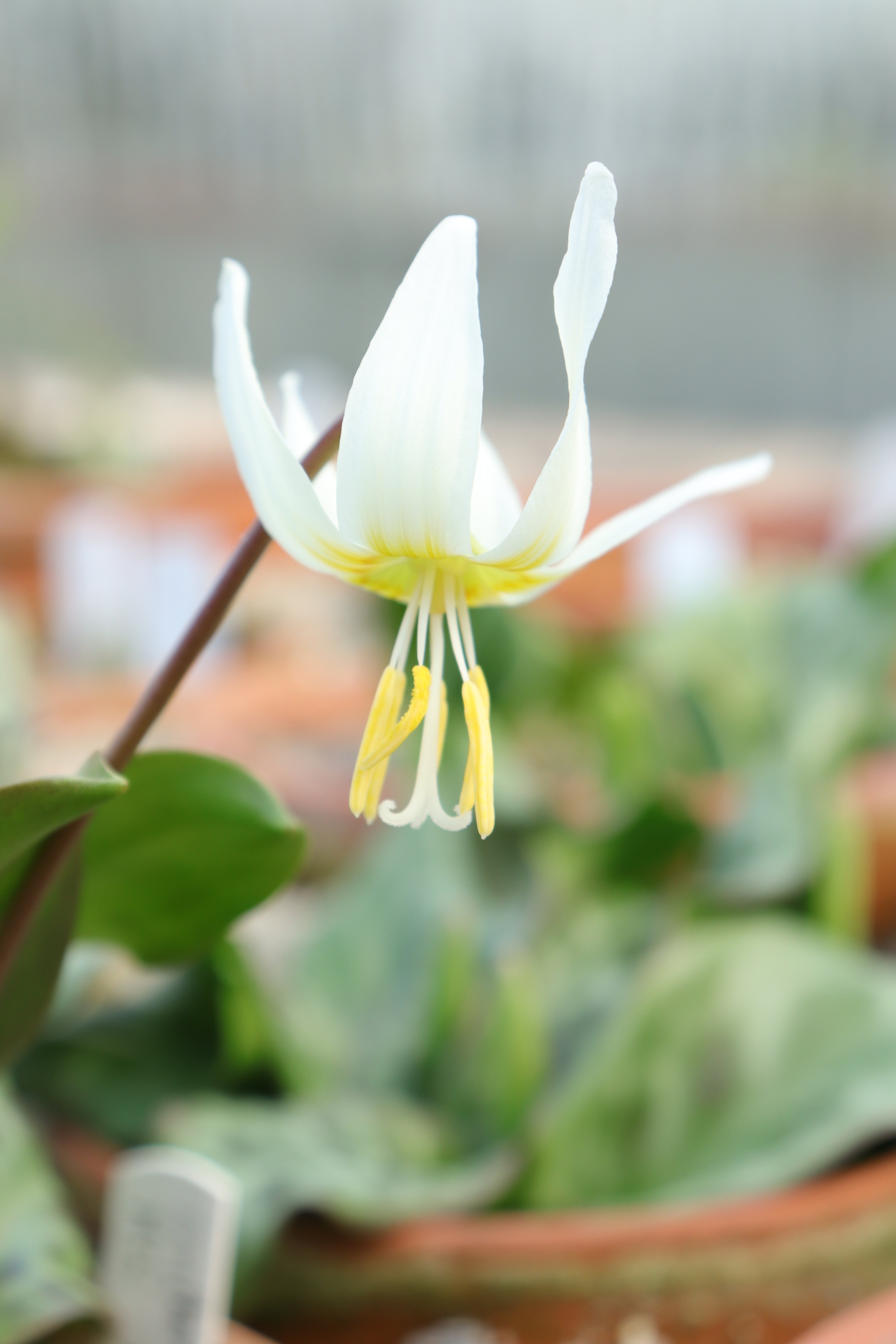 Erythronium 'Minnehaha'