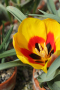Tulipa greigii 'Goldmine'