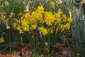 Narcissus fernandesii