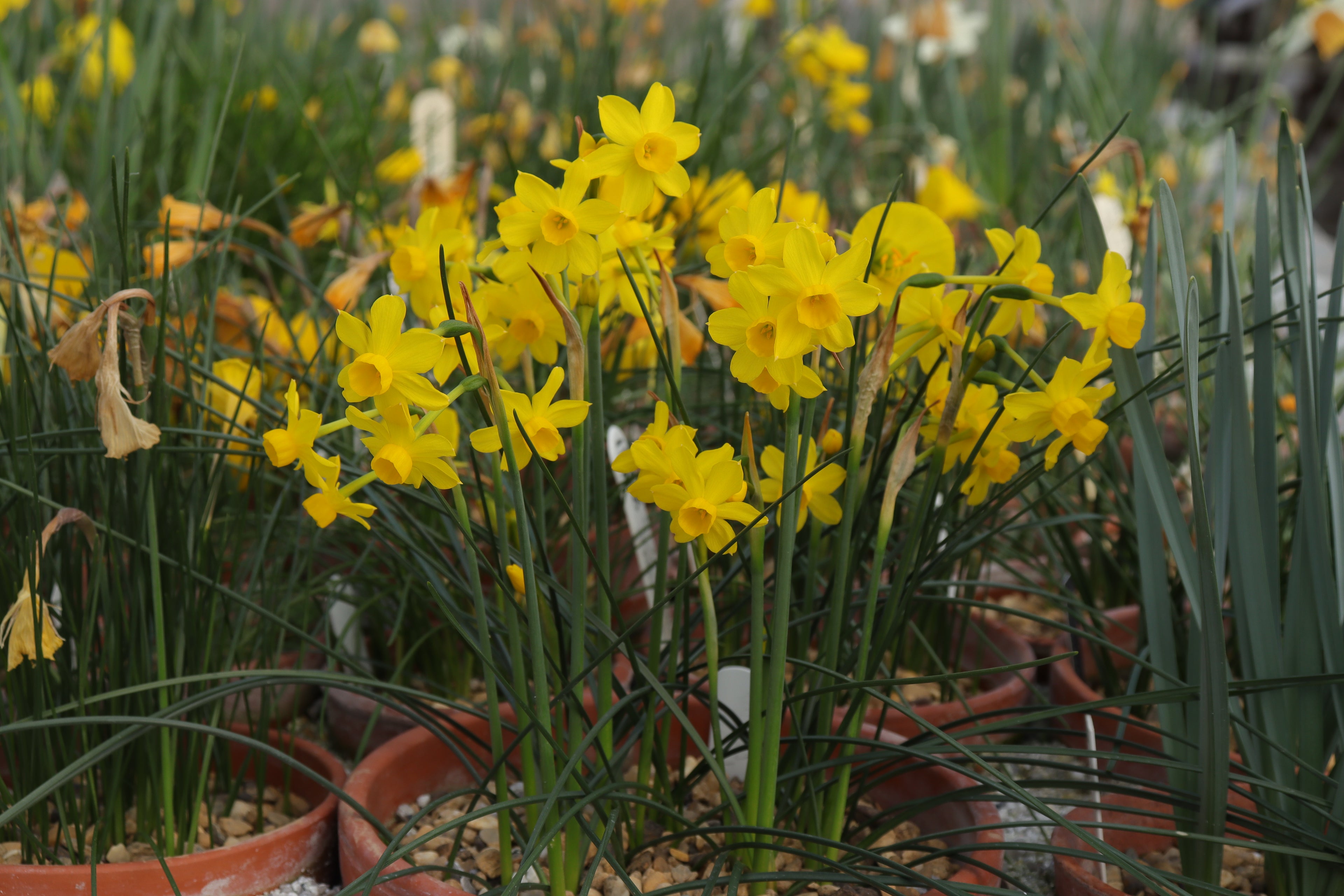 Narcissus fernandesii