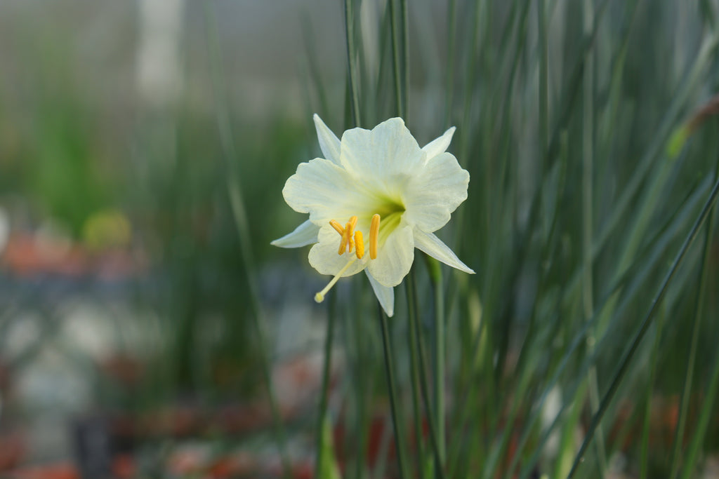 Narcissus ‘Shiraume’