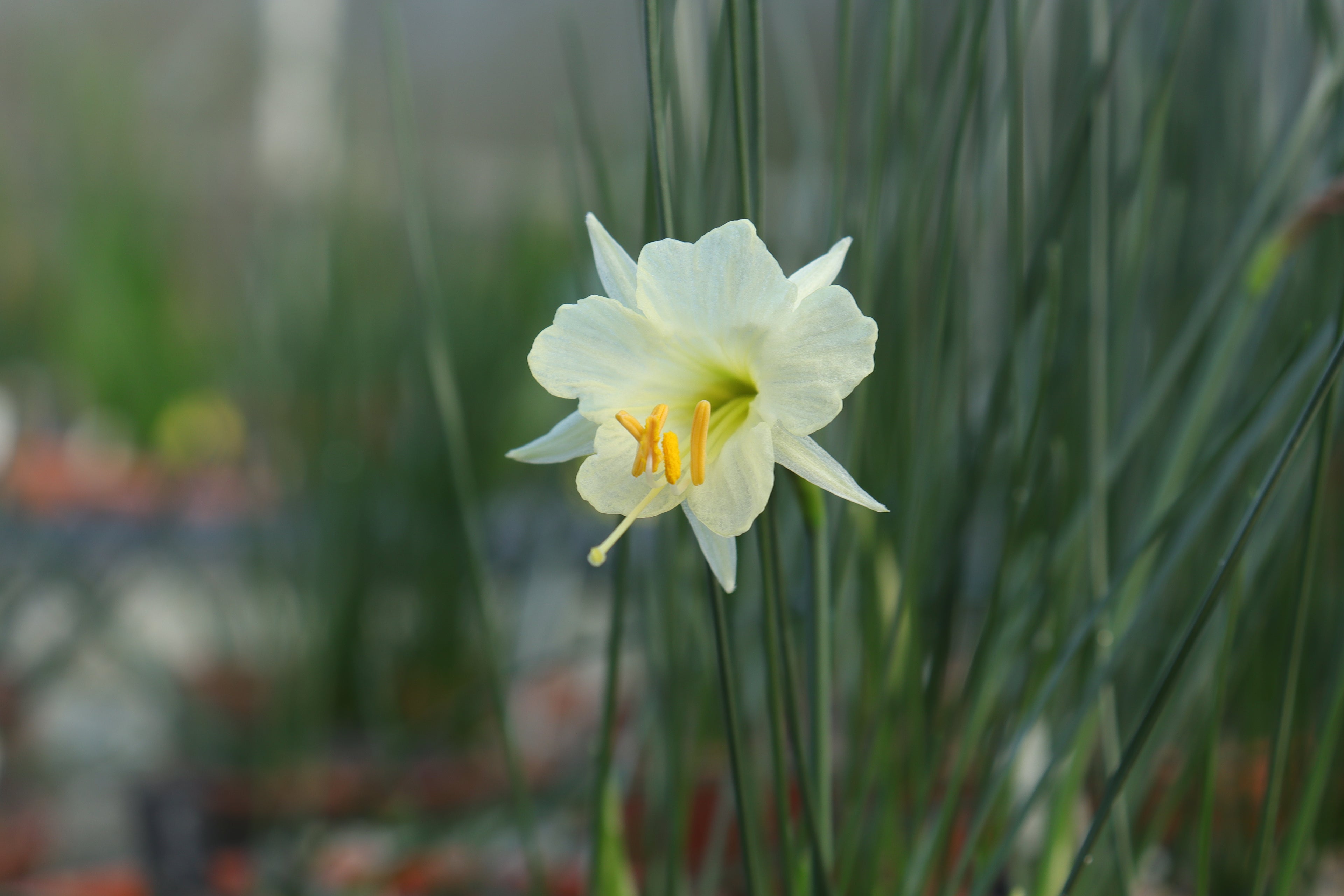 Narcissus ‘Shiraume’