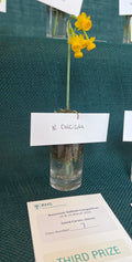 Narcissus calcicola