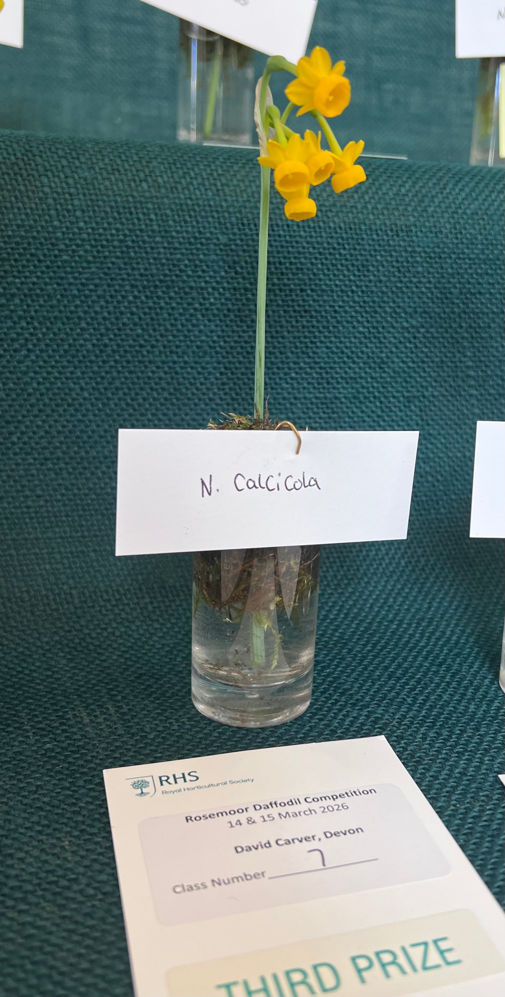 Narcissus calcicola