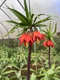 Fritillaria ‘Red Beauty’