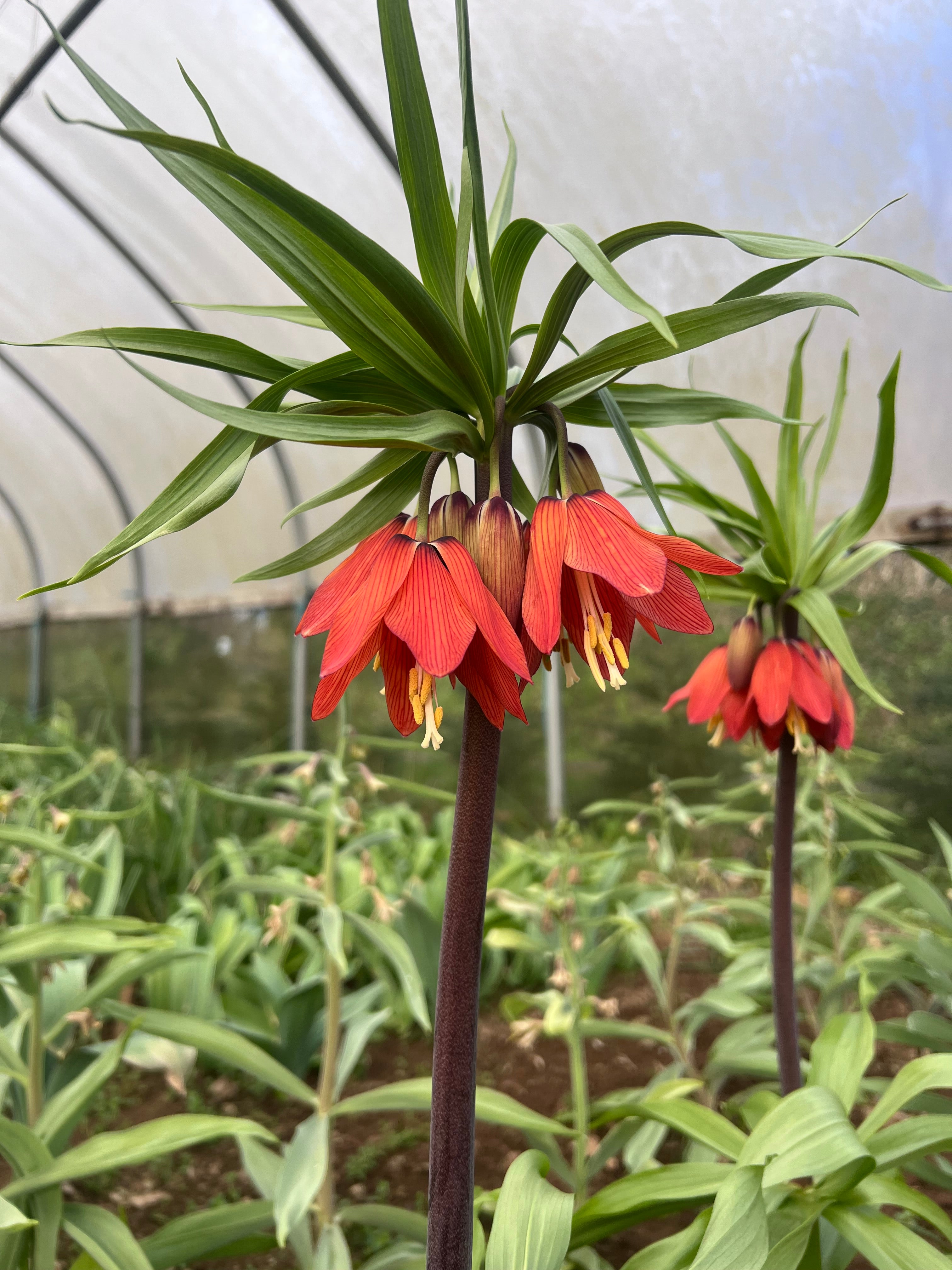 Fritillaria ‘Red Beauty’