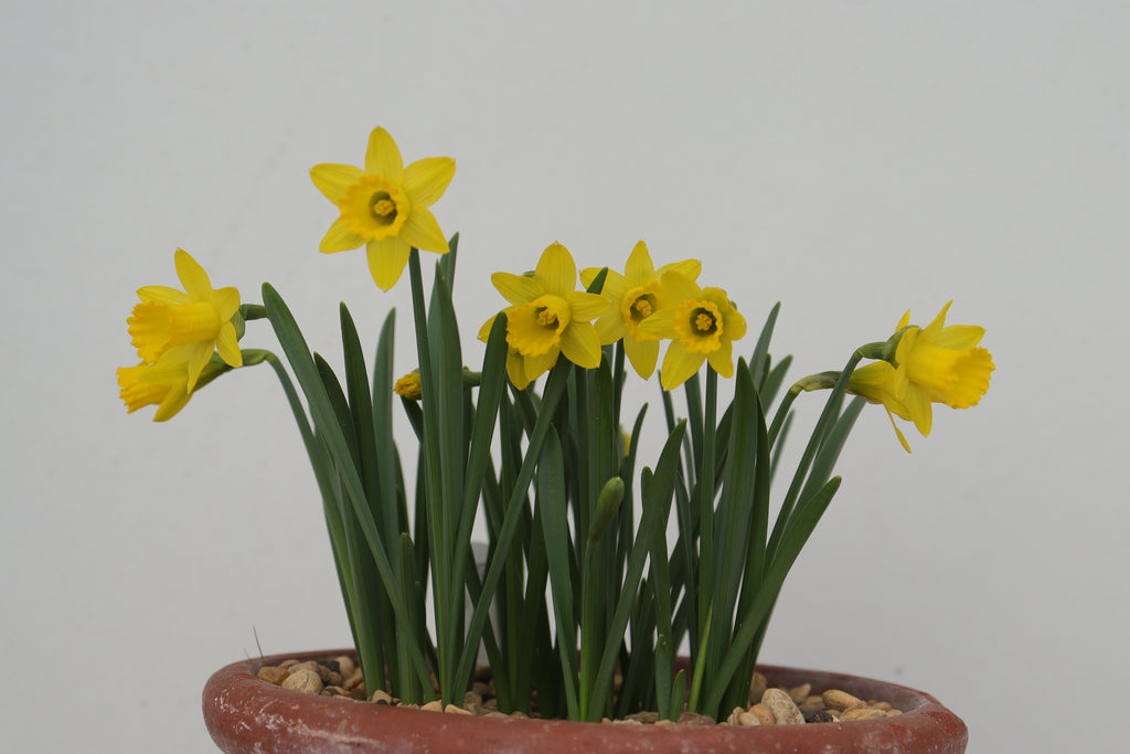 Narcissus 'Punk'