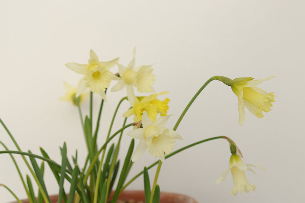 Narcissus 'Ludo'