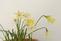 Narcissus 'Ludo'