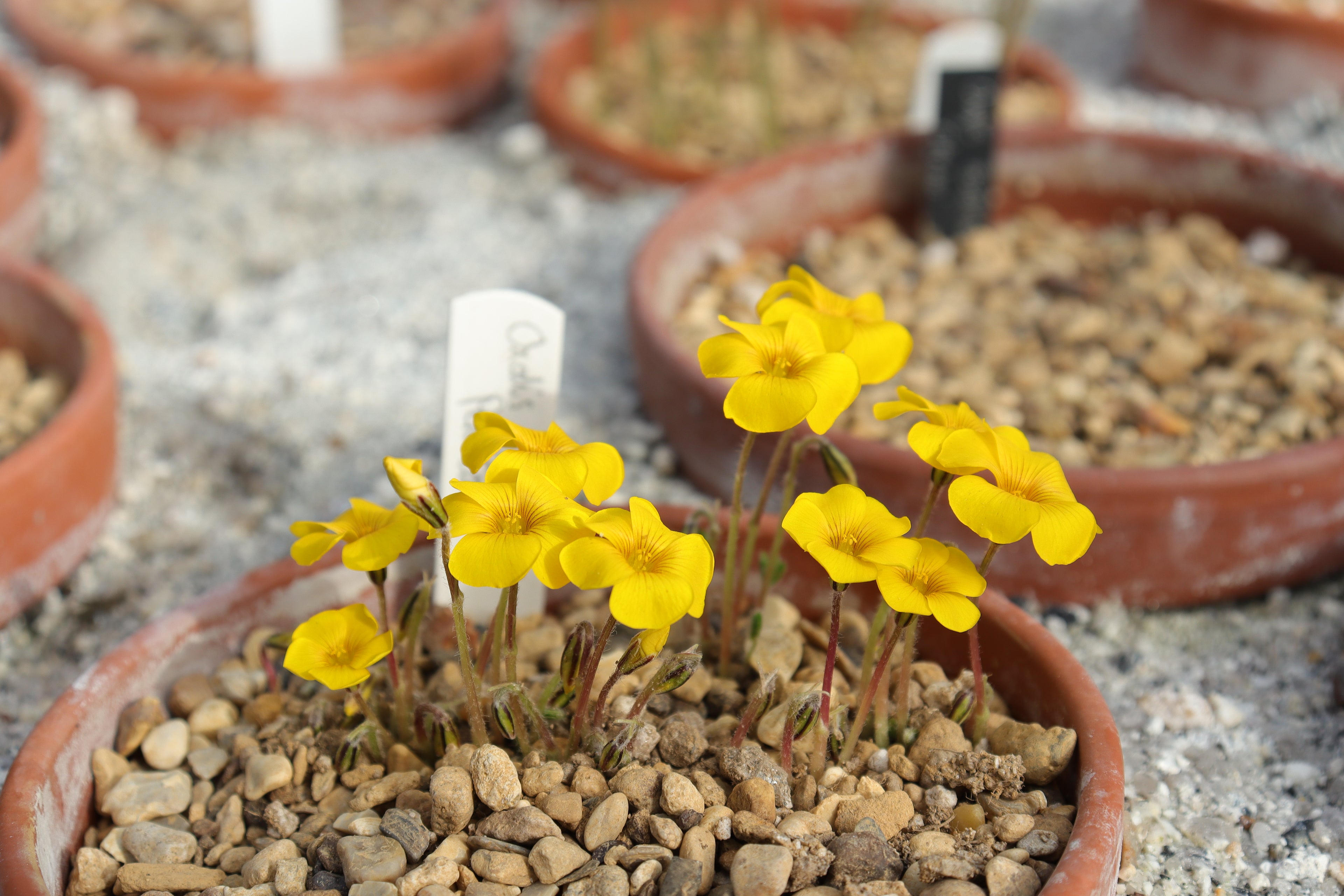 Oxalis perdicaria